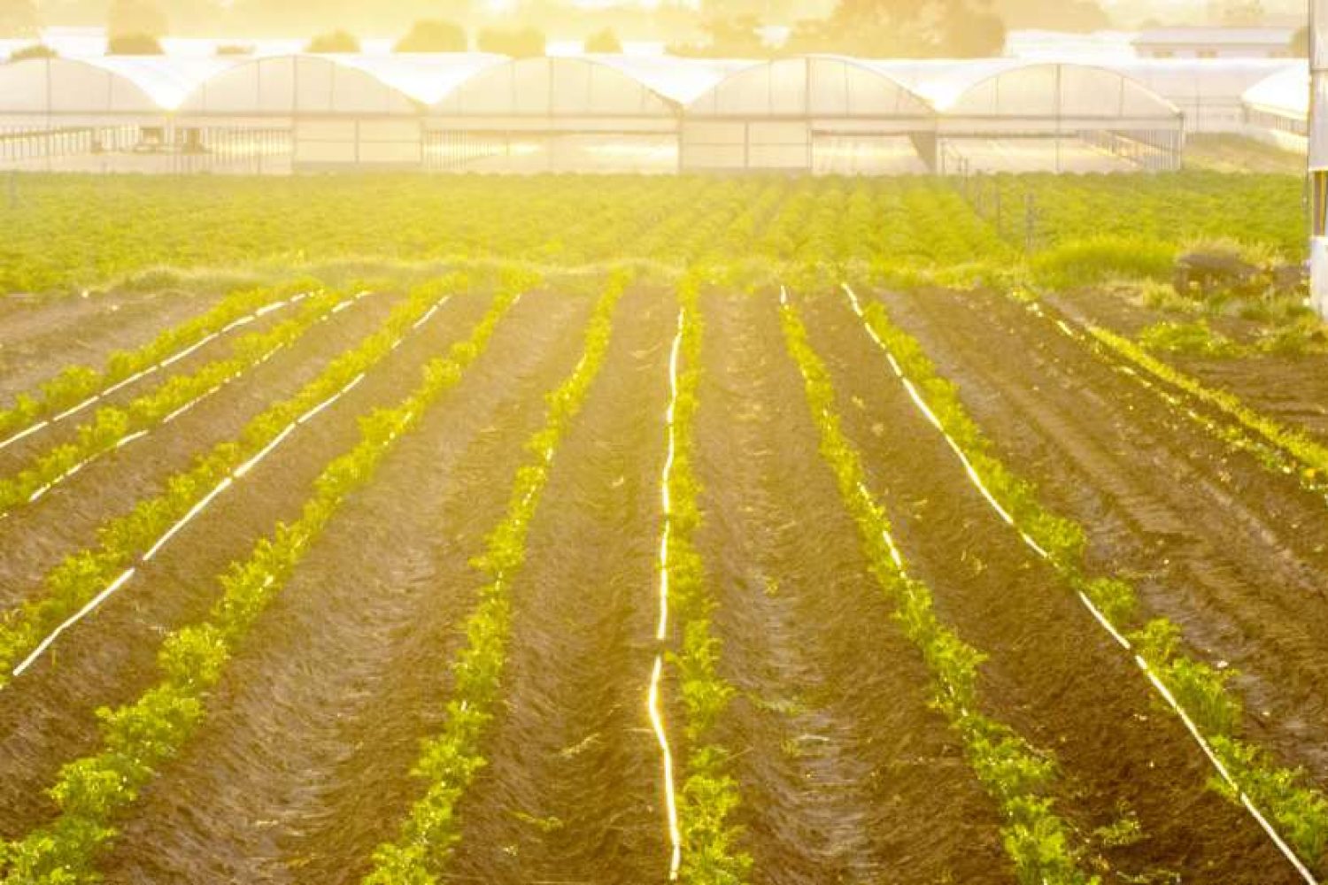 Plantacion_1