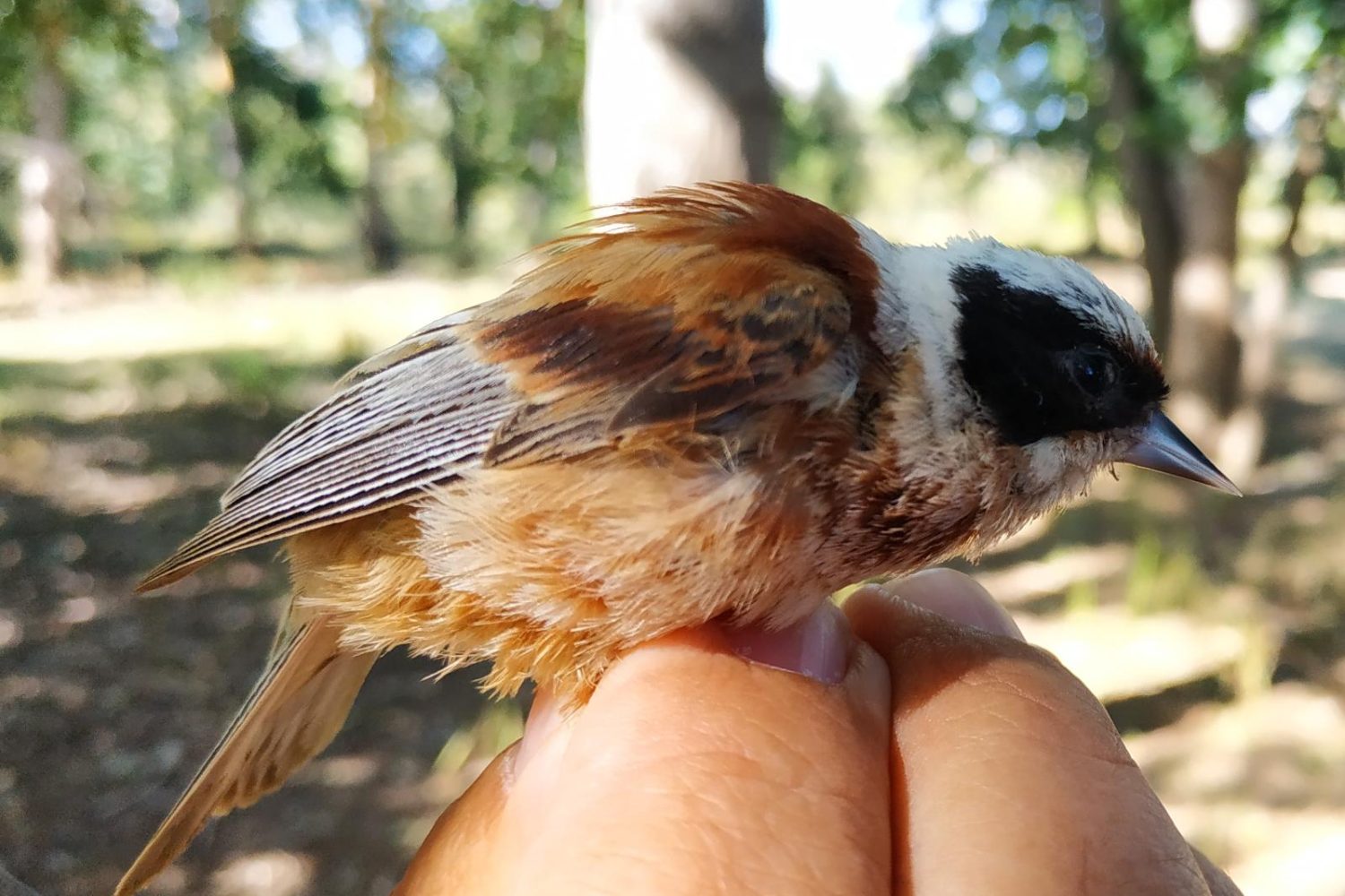PÁJARO MOSCÓN