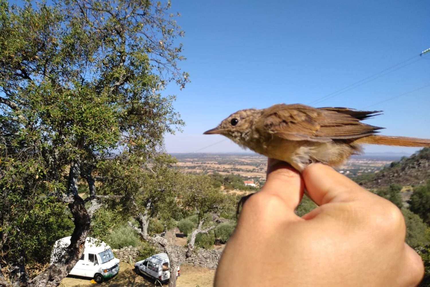 Ruiseñor común Luscinia megarhynchos