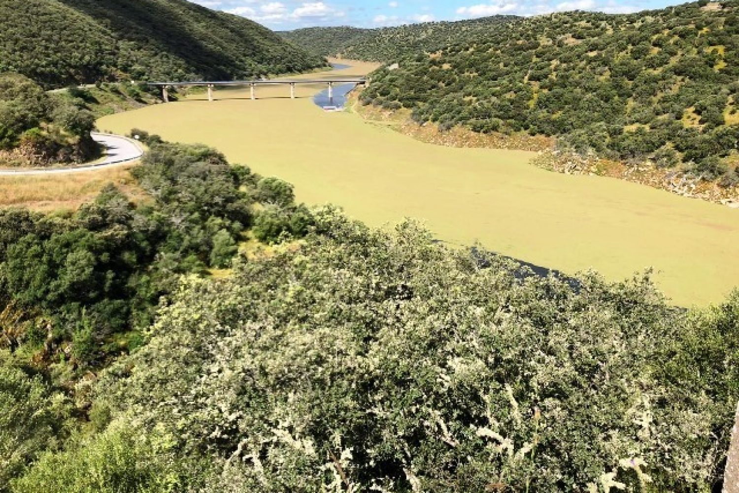 Río Tajo en Monfragüe, invadido por el helecho de agua.
