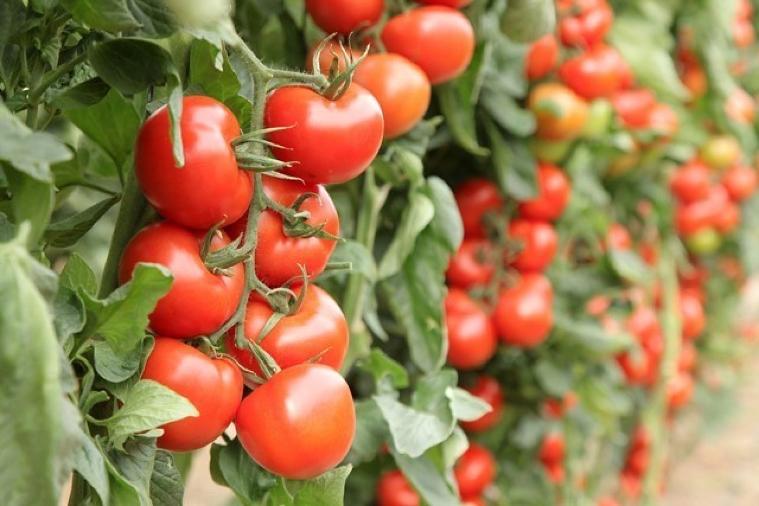 Tomates