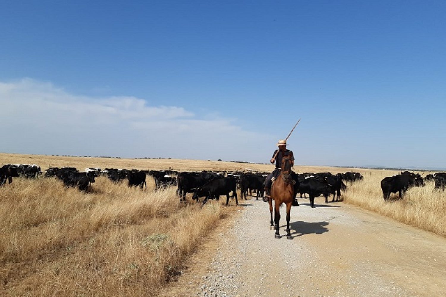 Trashumancia avileñas