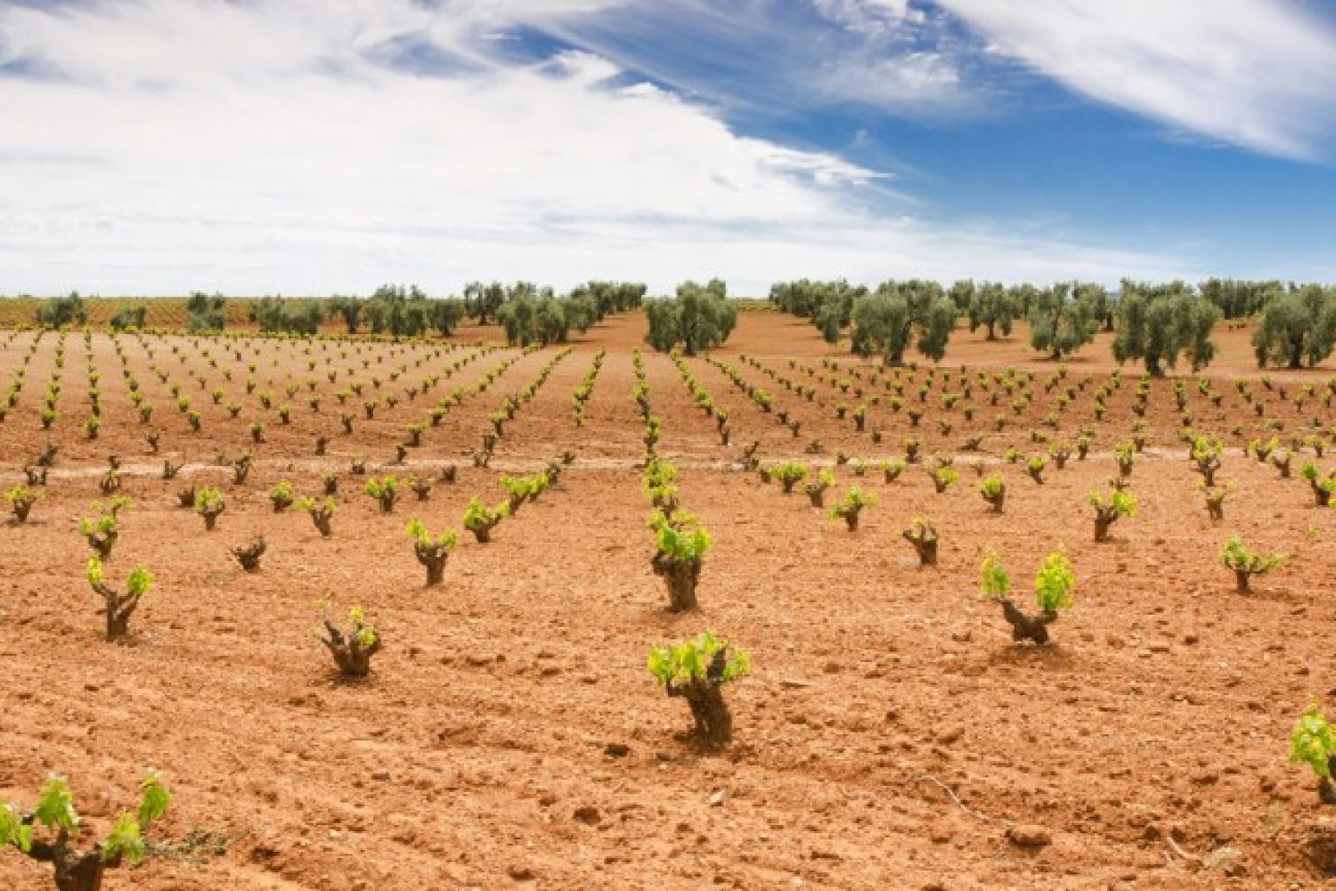Viñedos