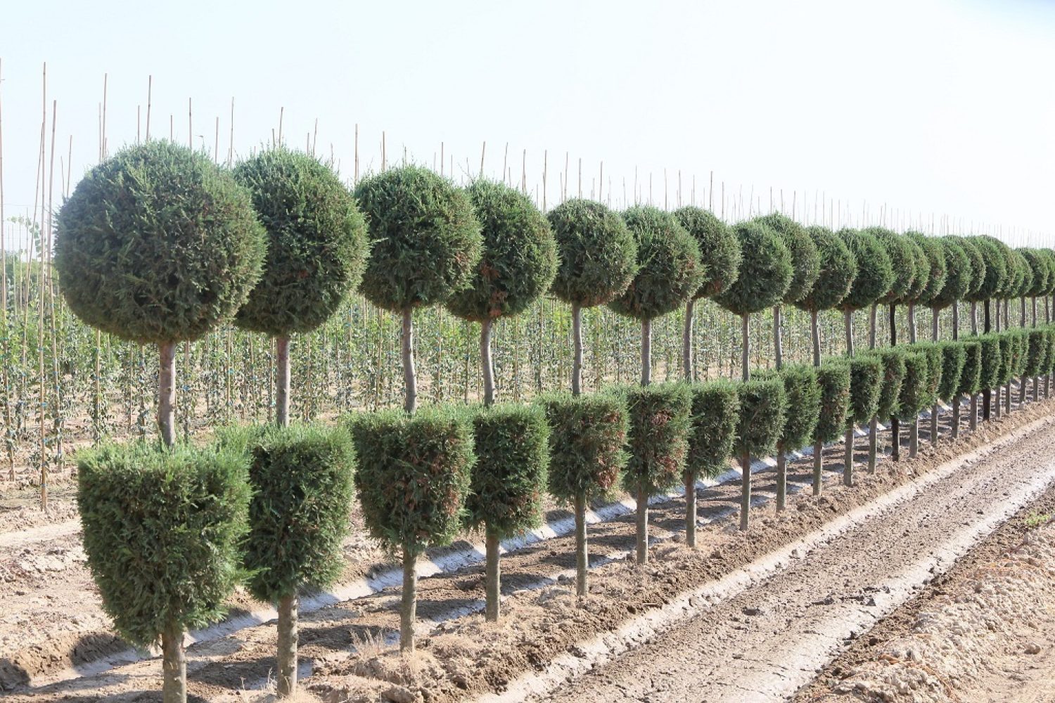 Vivero Provncial 02