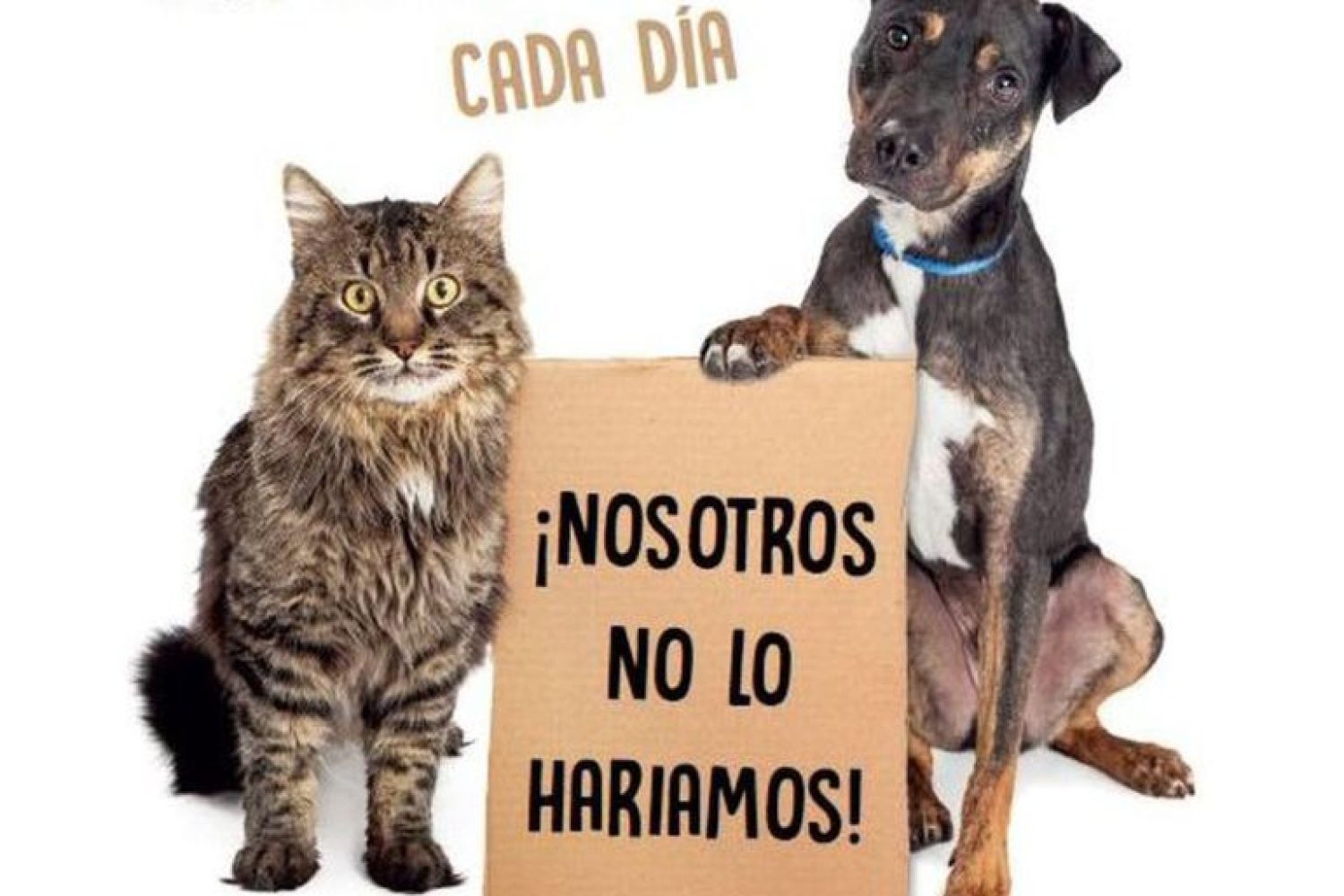 abandono mascotas