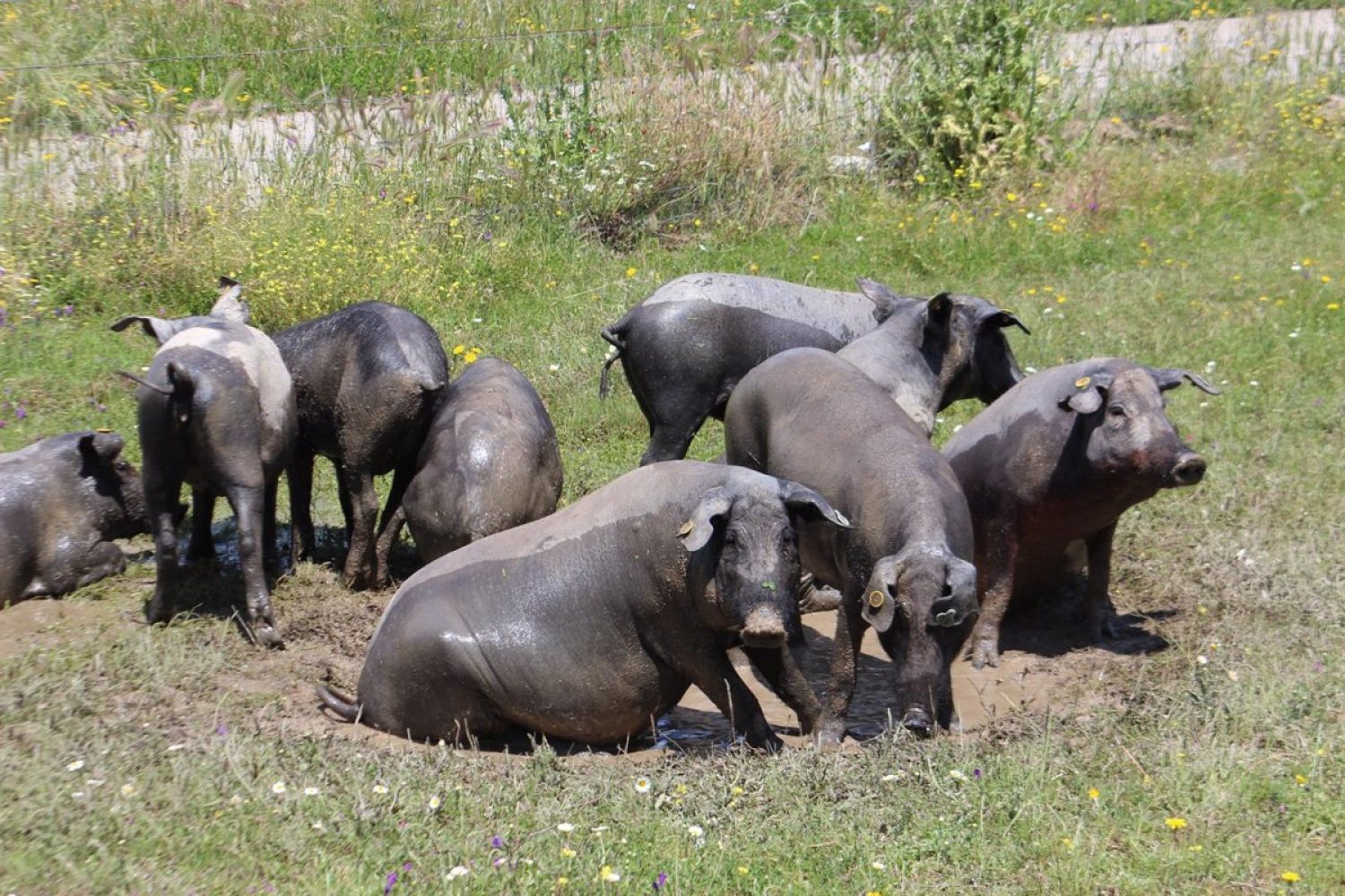 Abierto el plazo para solicitar ayudas europeas para el almacenamiento de carne de cerdo