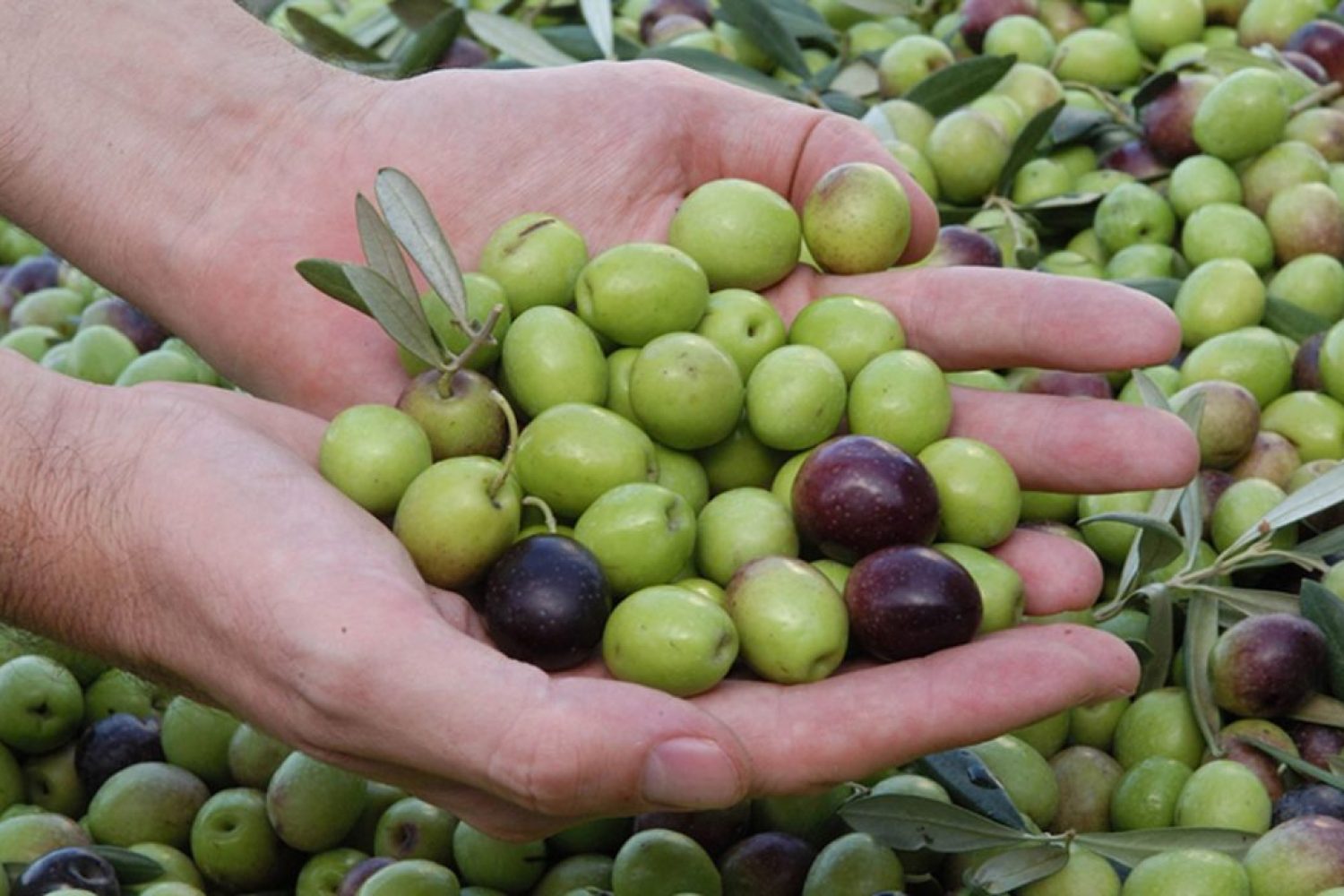 aceituna de mesa
