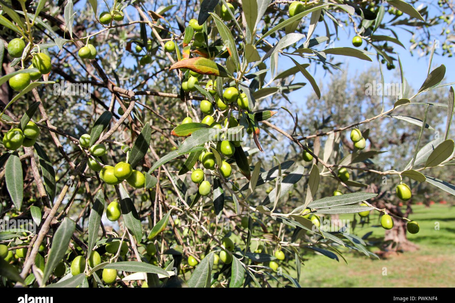 aceitunas