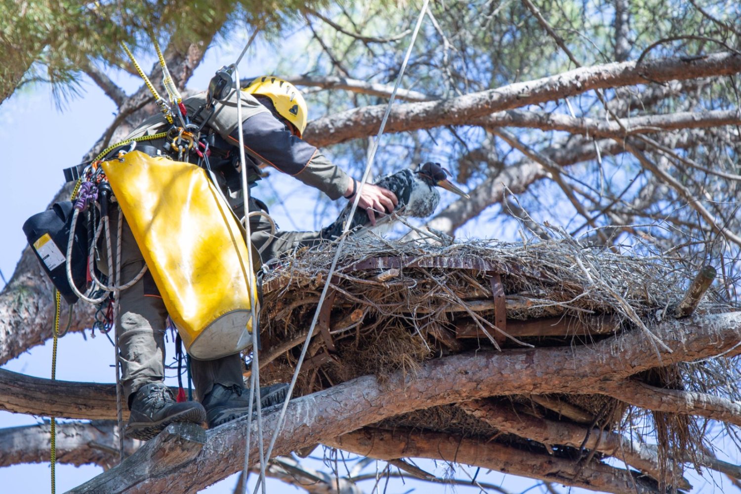 agente forestal