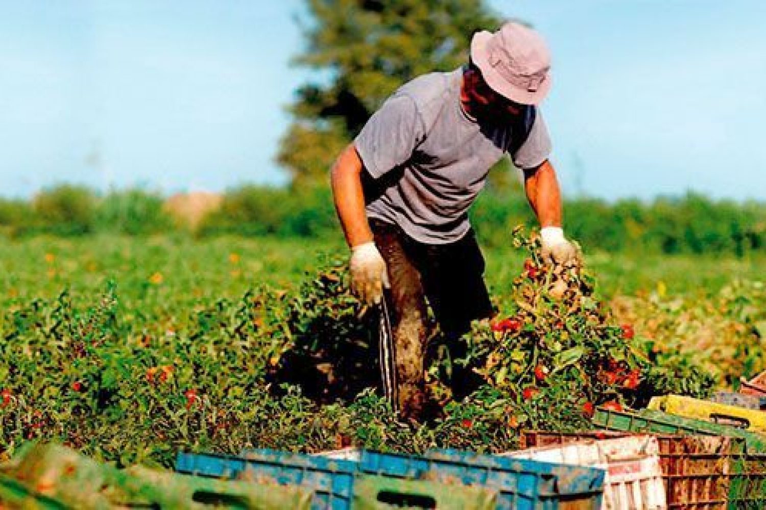agriculturasostenible