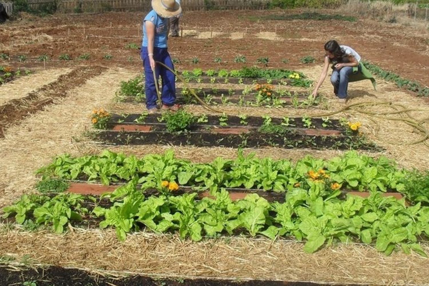 agro