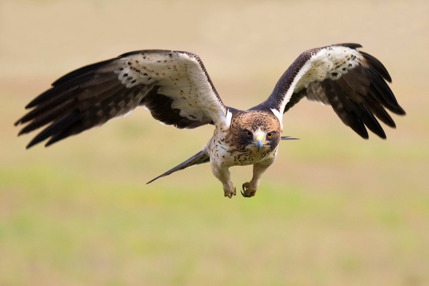aguilucho