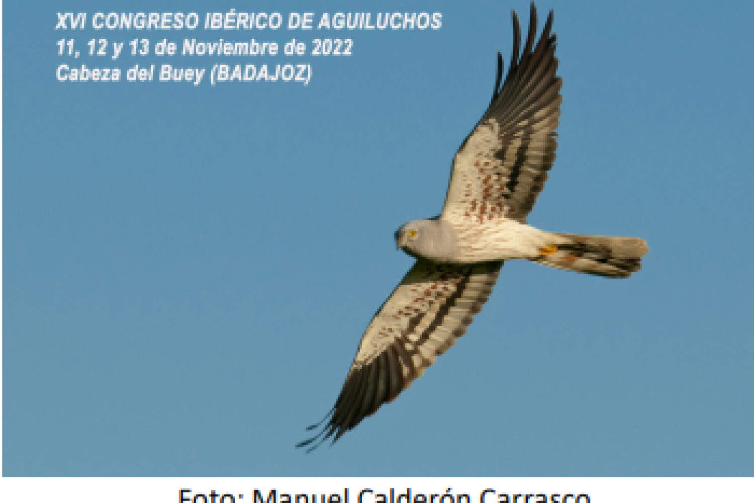 aguilucho