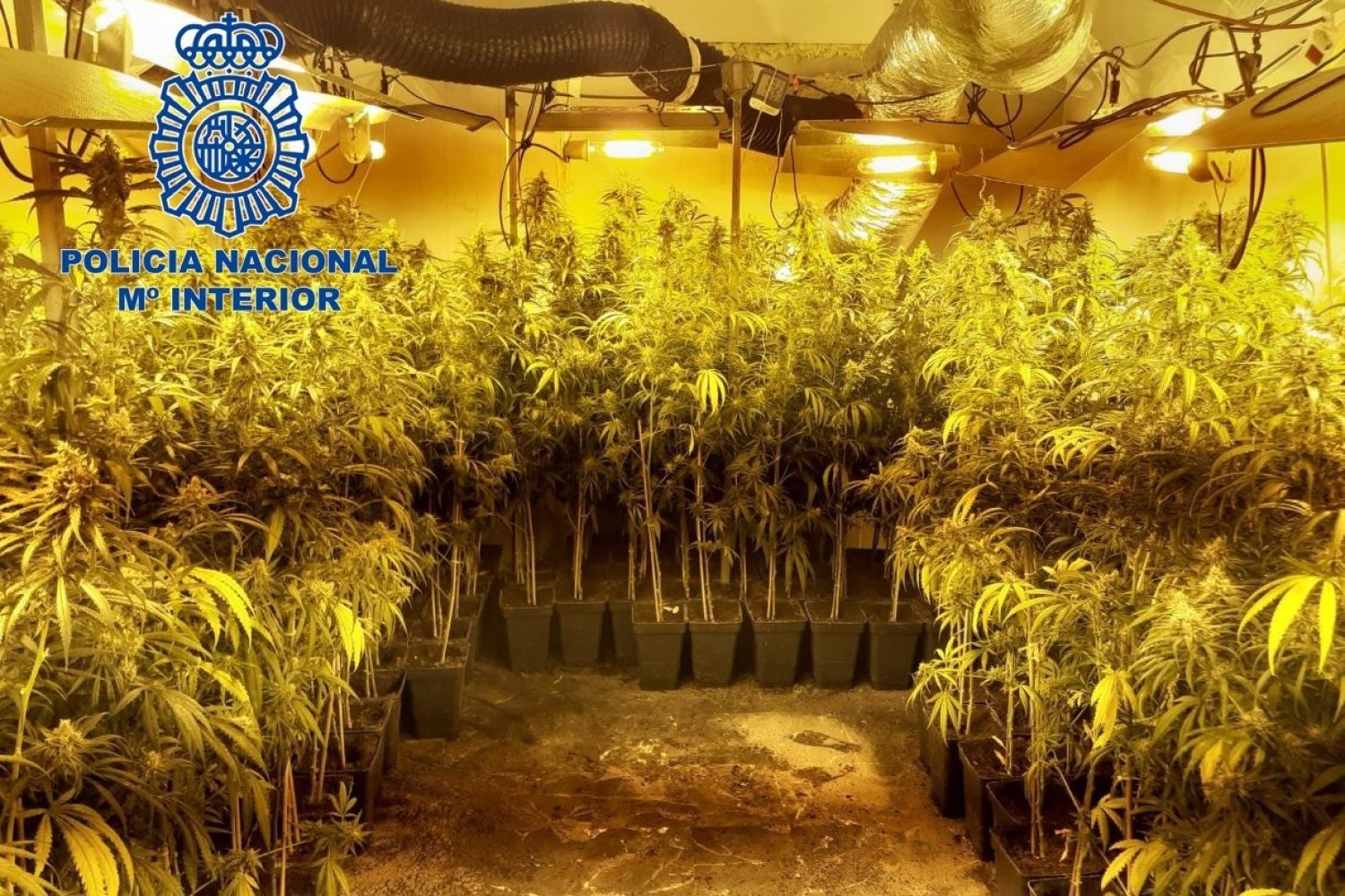 almendralejo piso marihuana logo