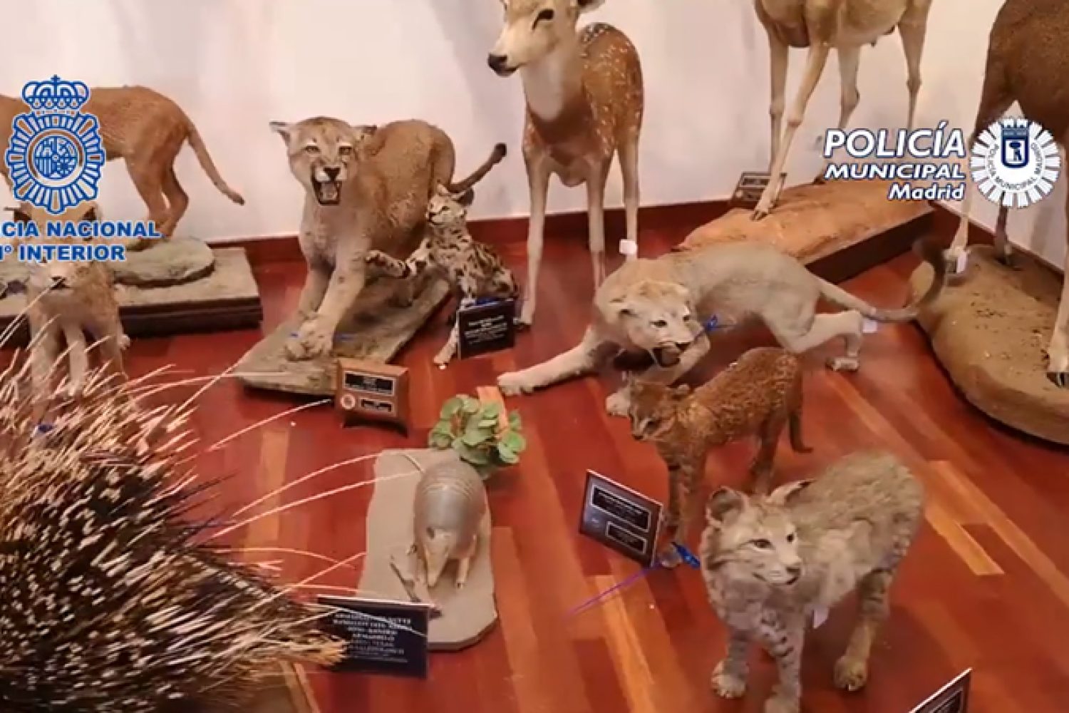 animales_disecados