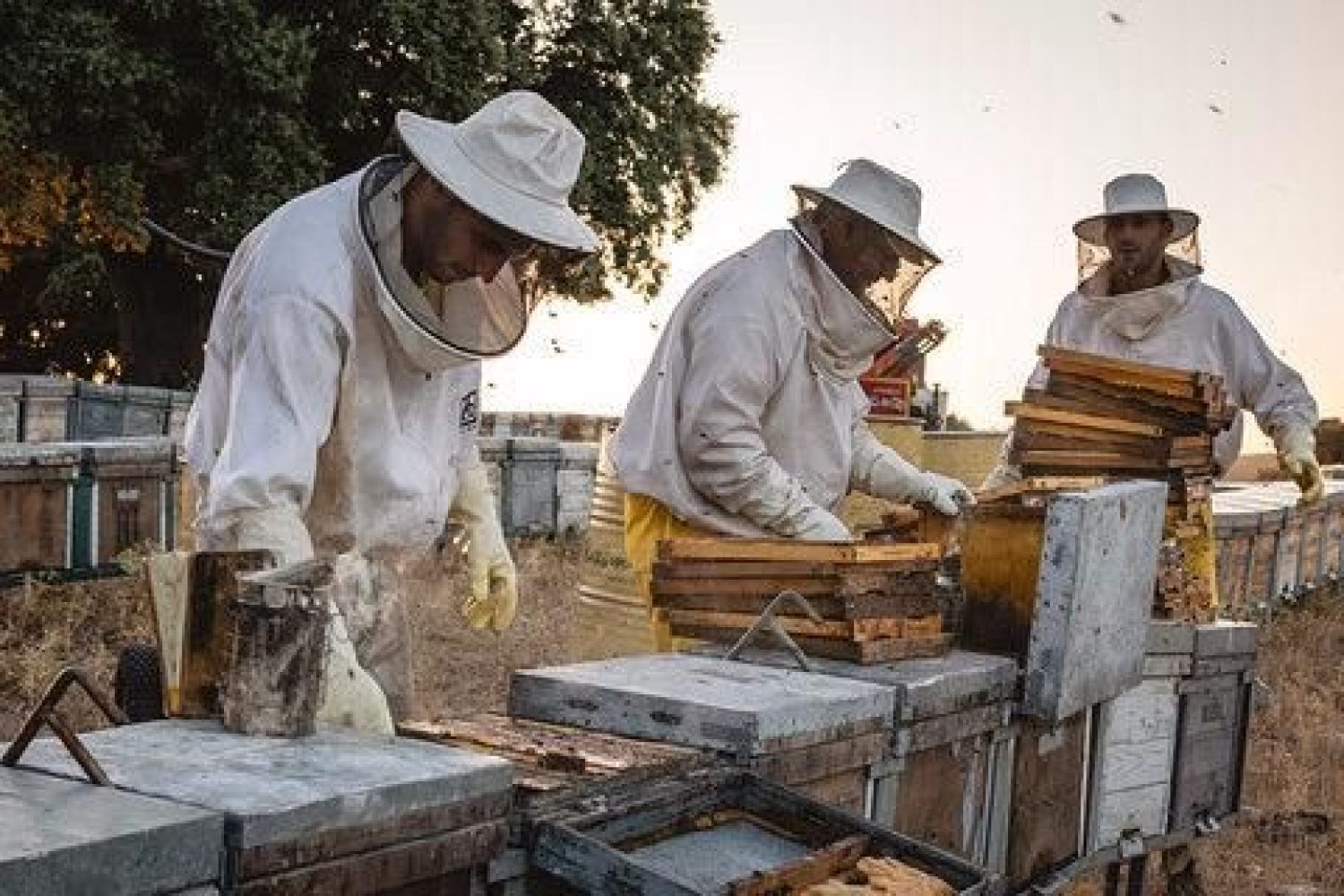 apicultores