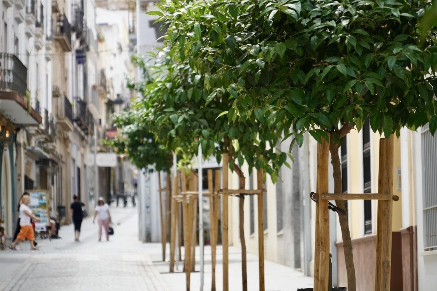 arboles ba