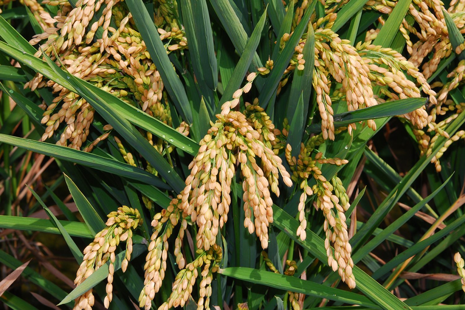 arroz_opt