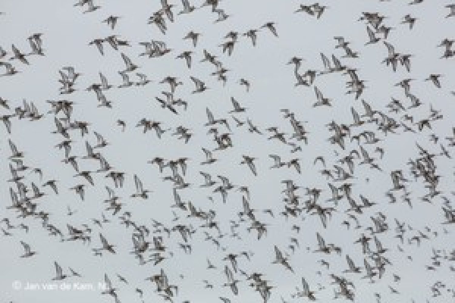 aves migratorias