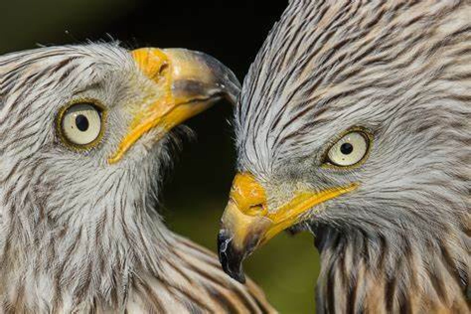 aves
