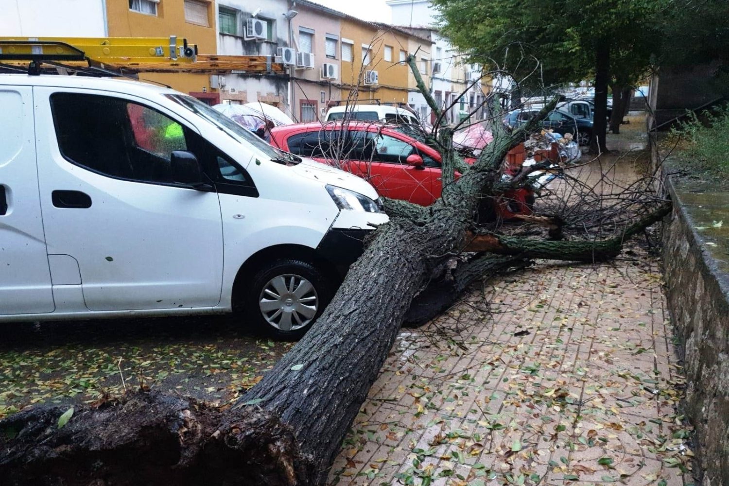 borrasca caceres