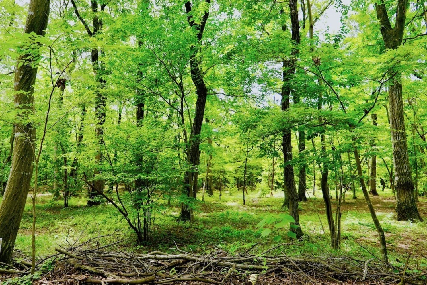 bosque
