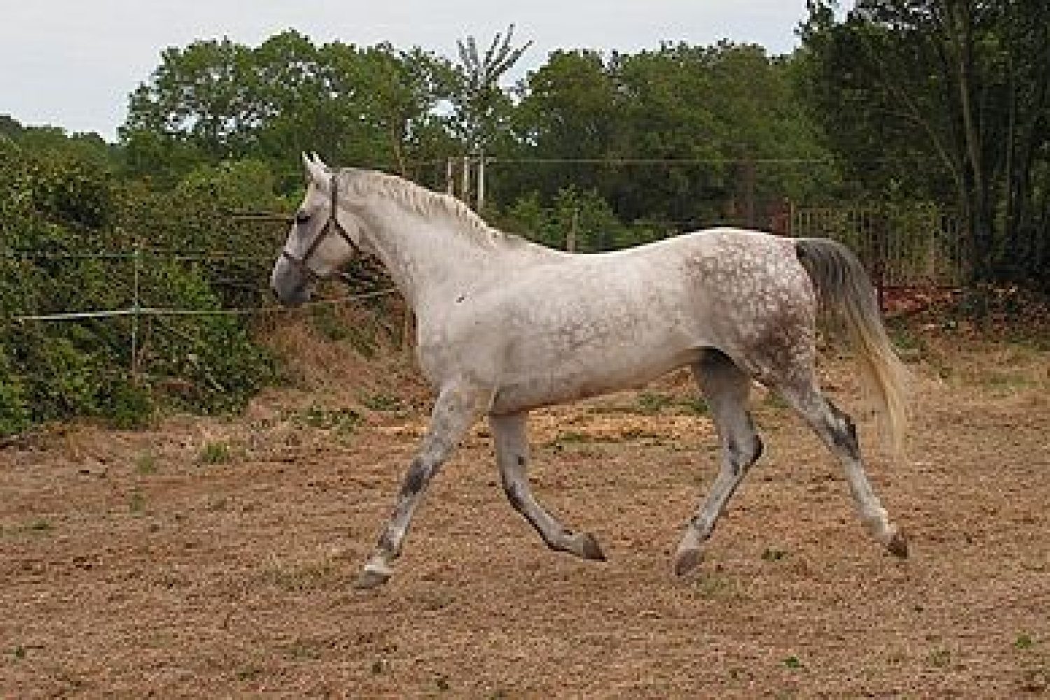 caballo de silla