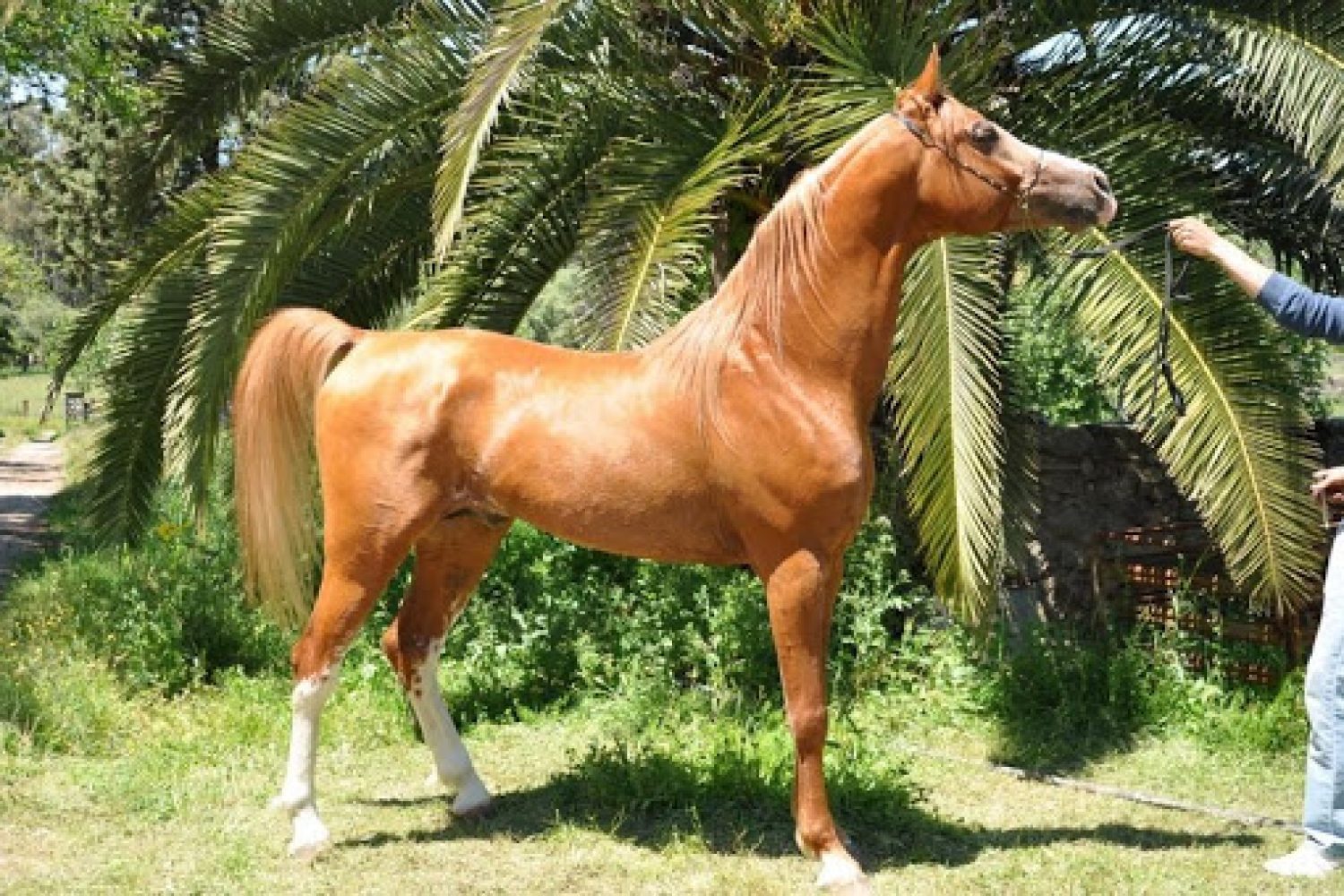 caballo