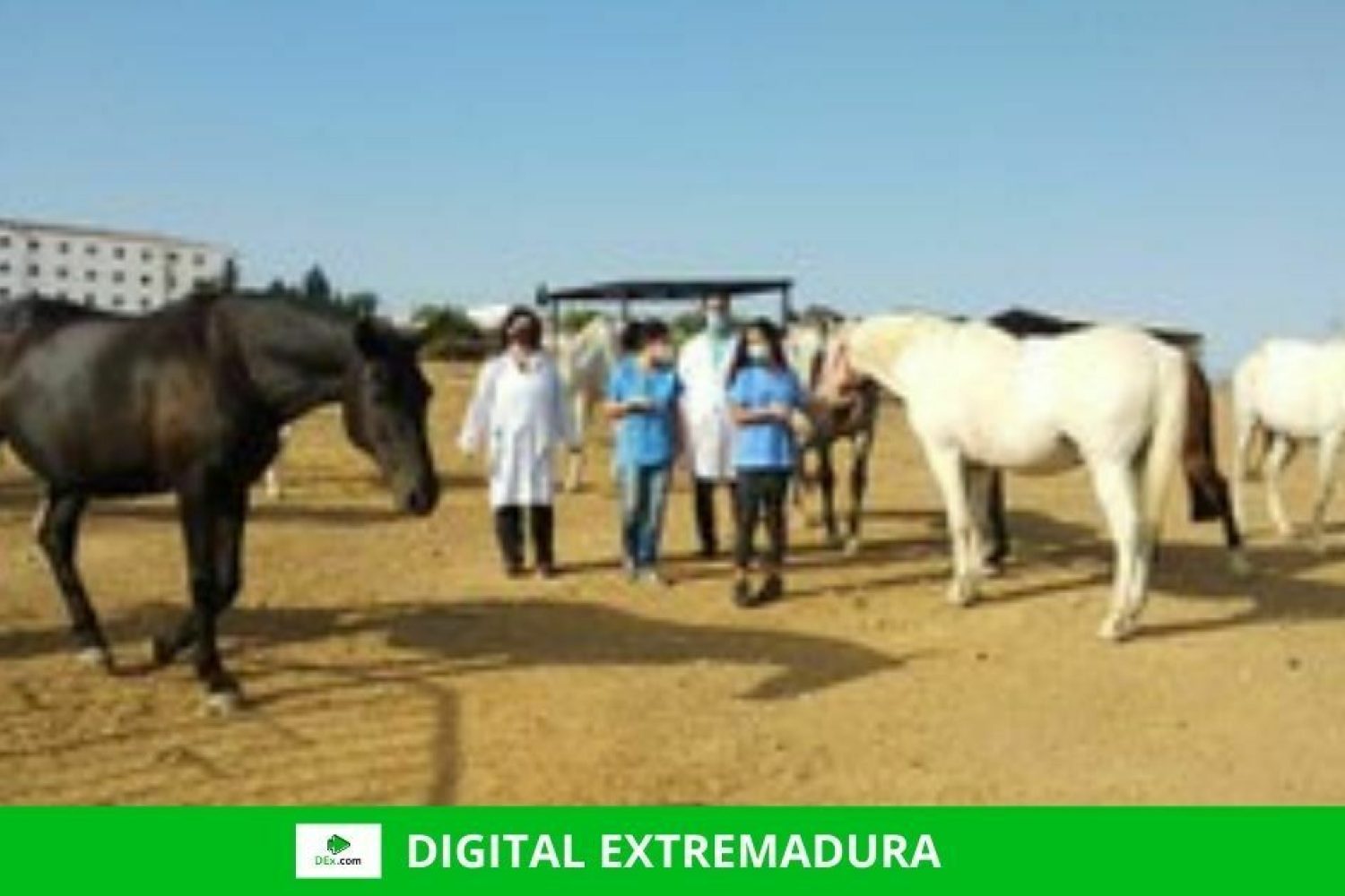 caballos