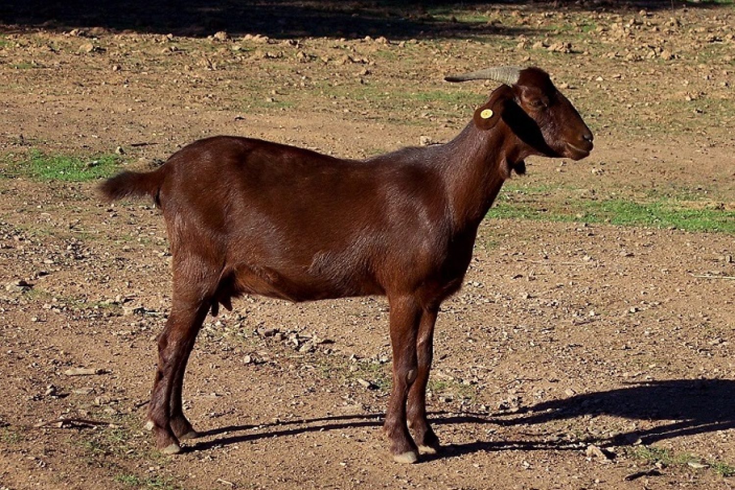 cabra