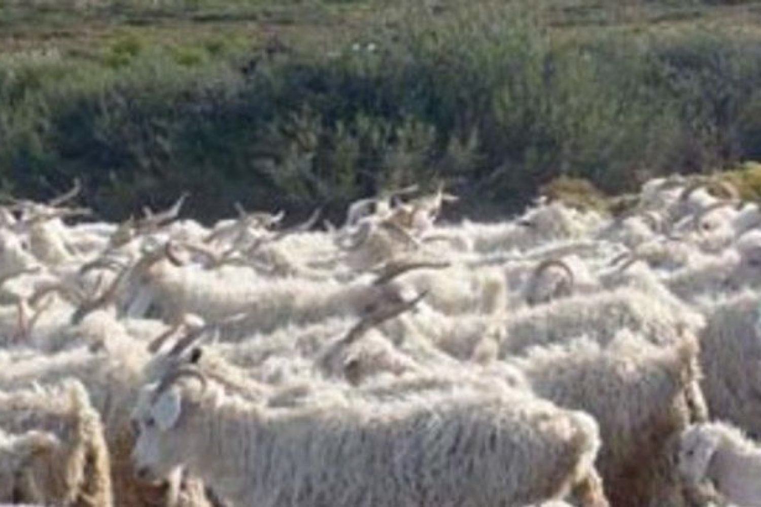 cabras