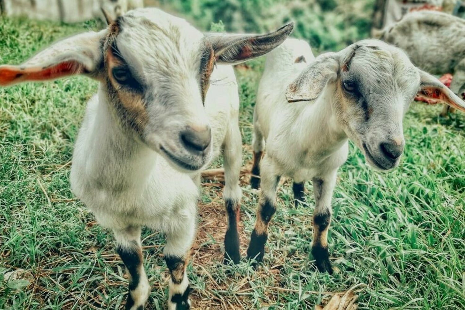cabrito