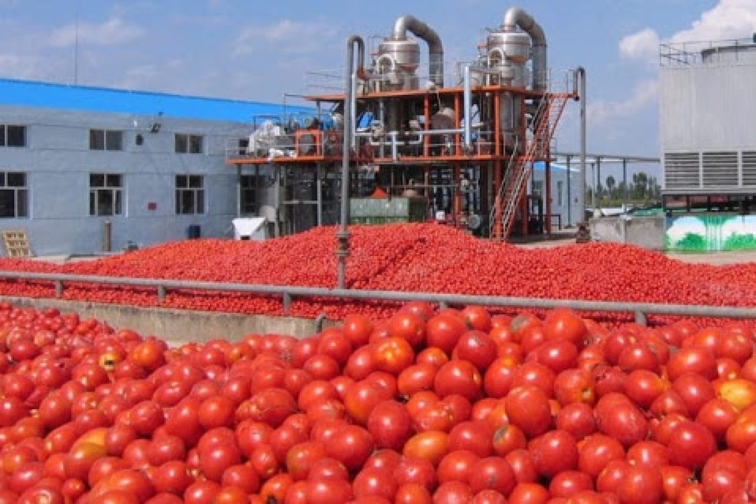campaña tomate