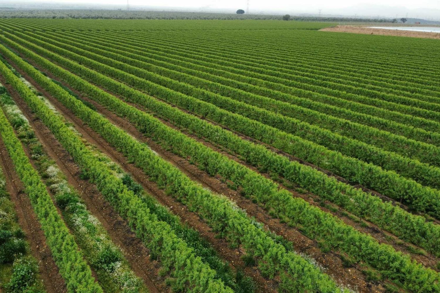 campo de almendros