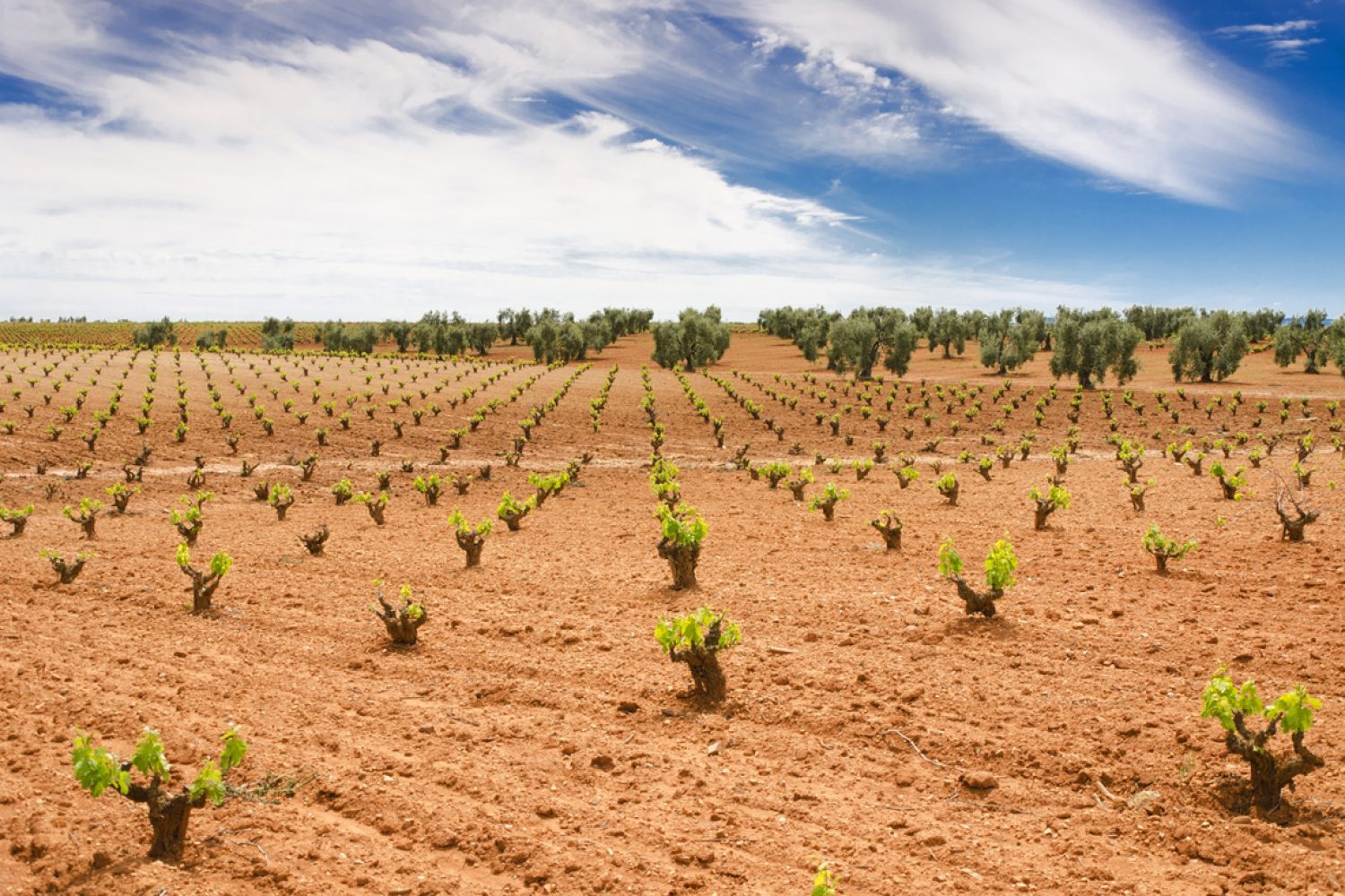campo