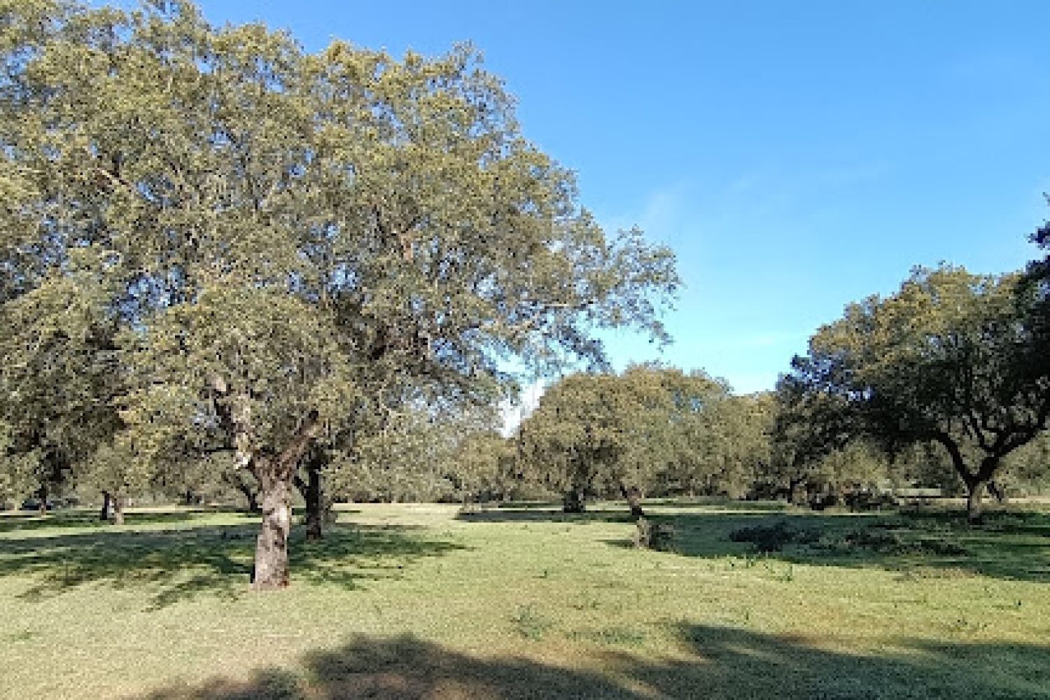 carmonita