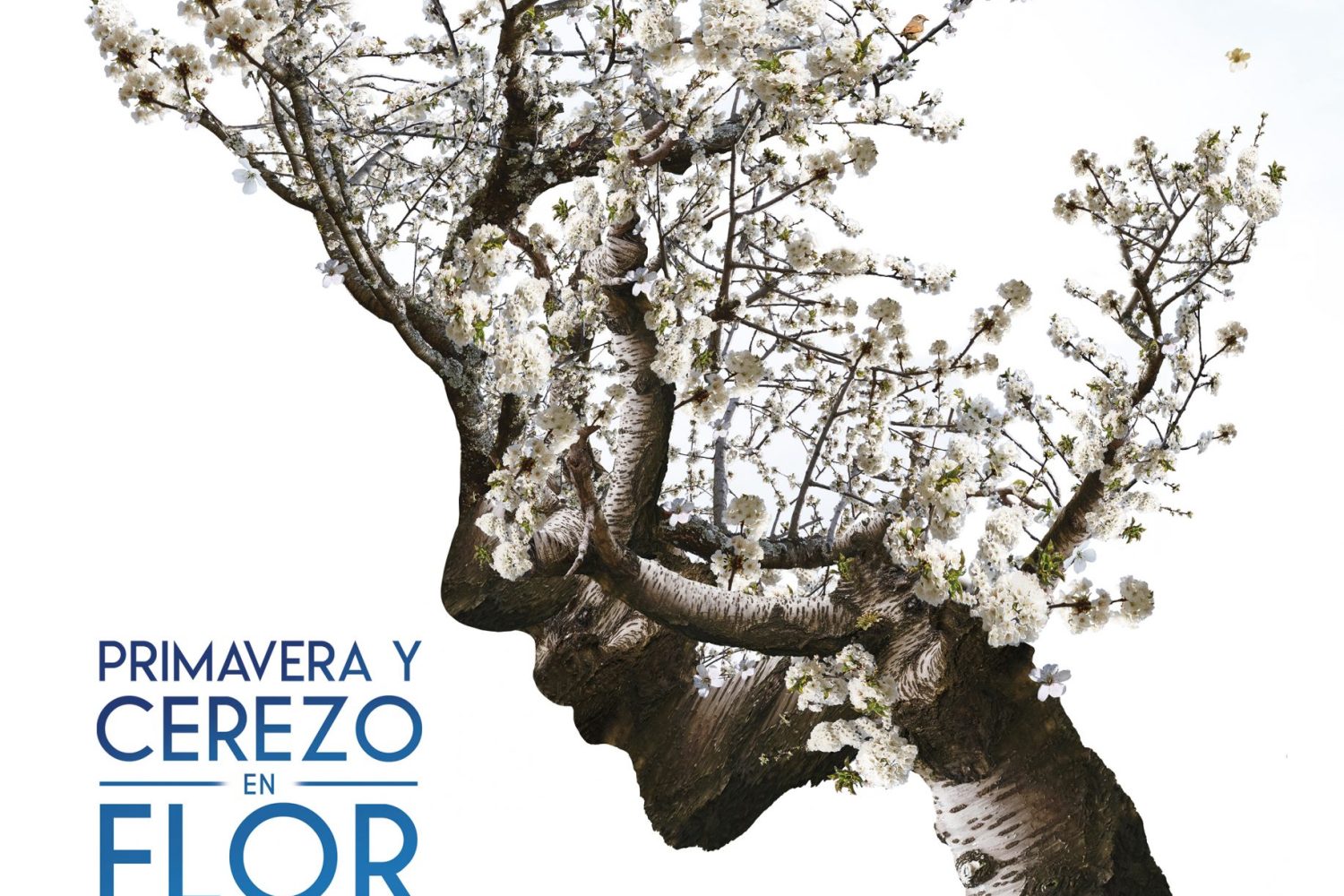 cartel-primavera-y-cerezo-en-flor-valle-jerte-2022