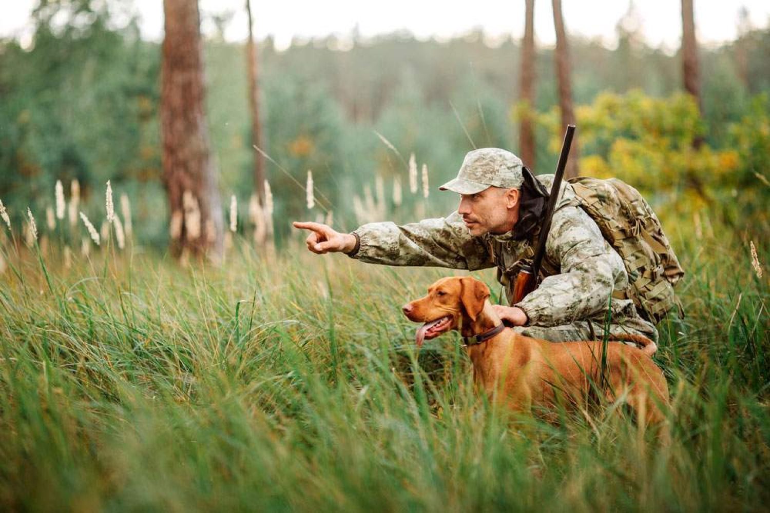 caza con perros