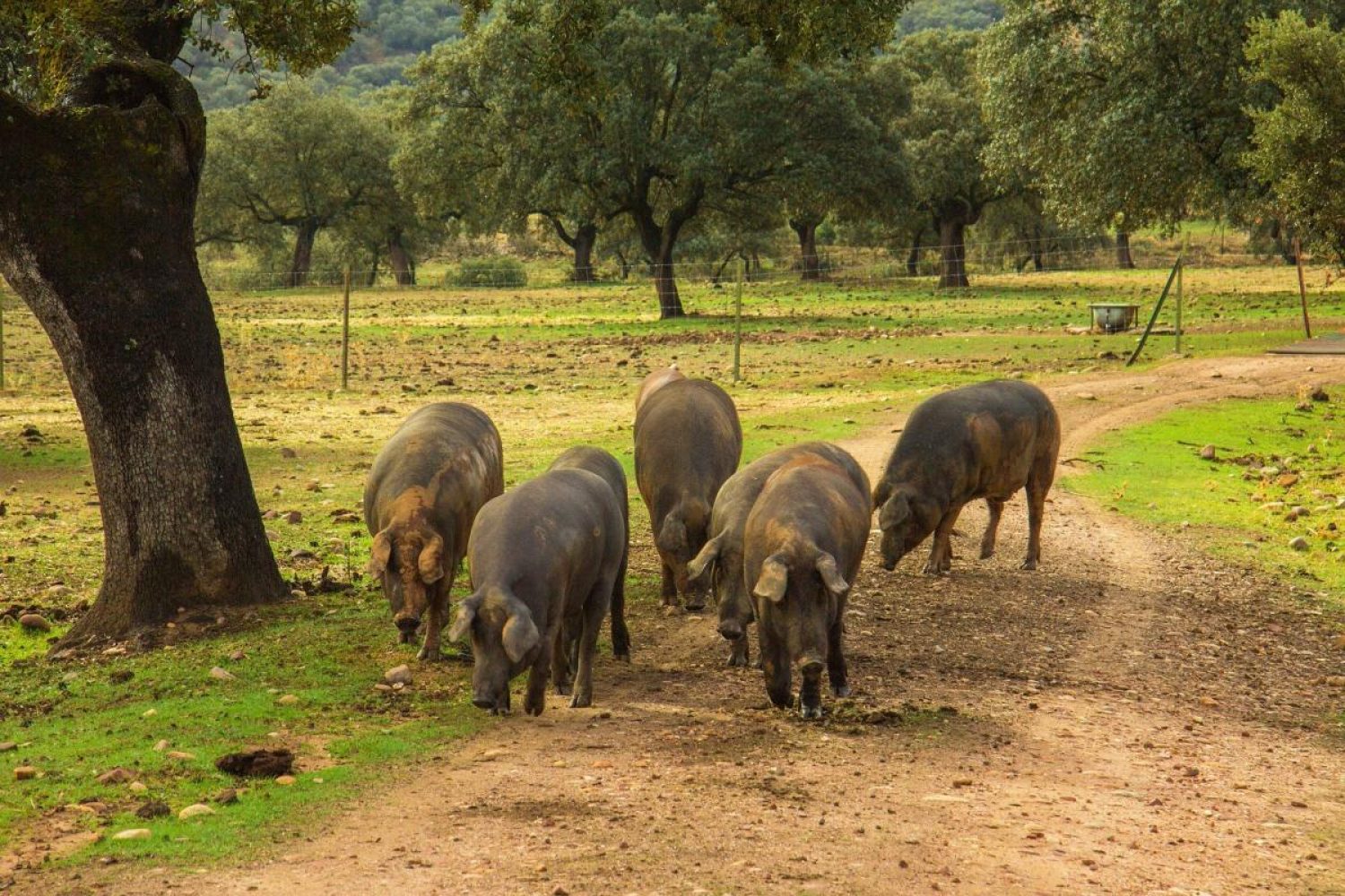 cerdo-iberico_0