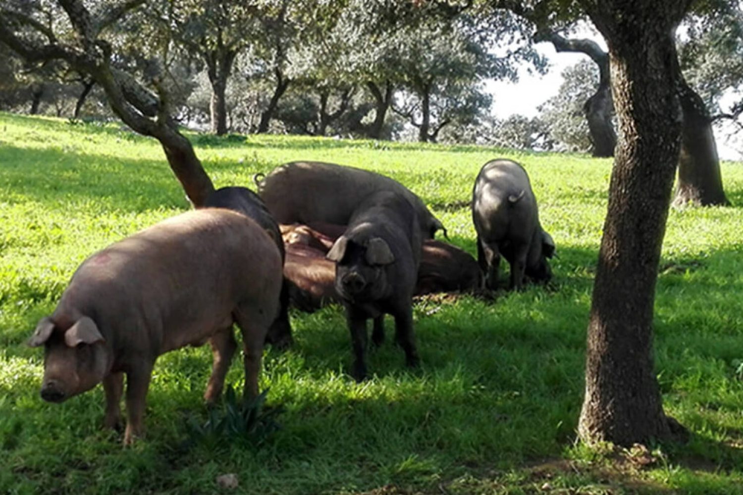 cerdos ibericos