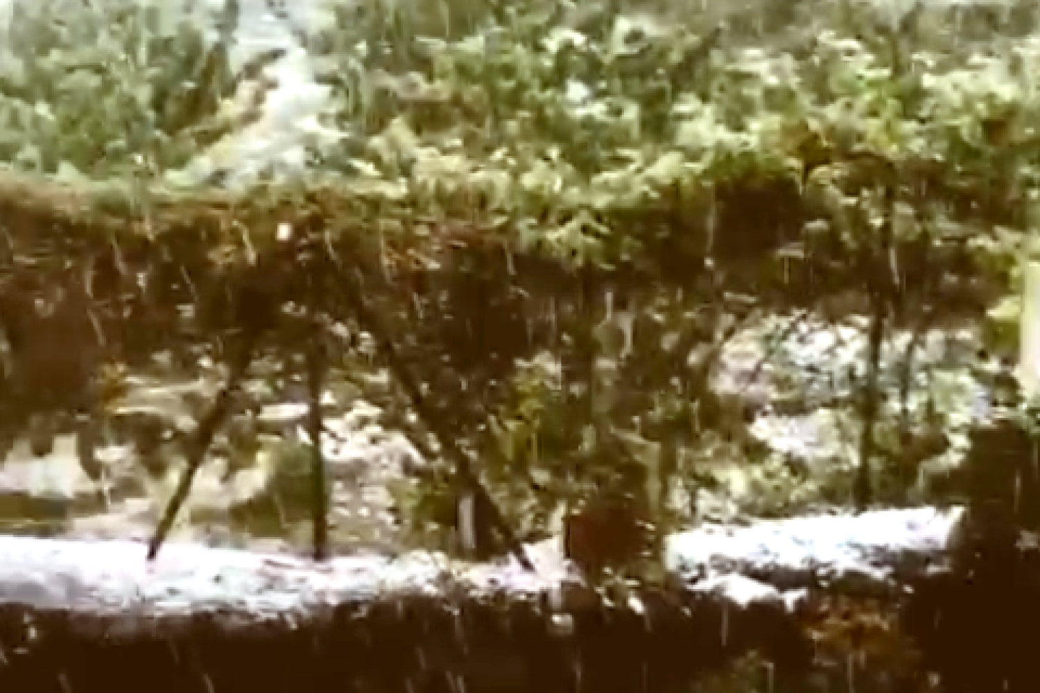 cerezas dañadas granizo