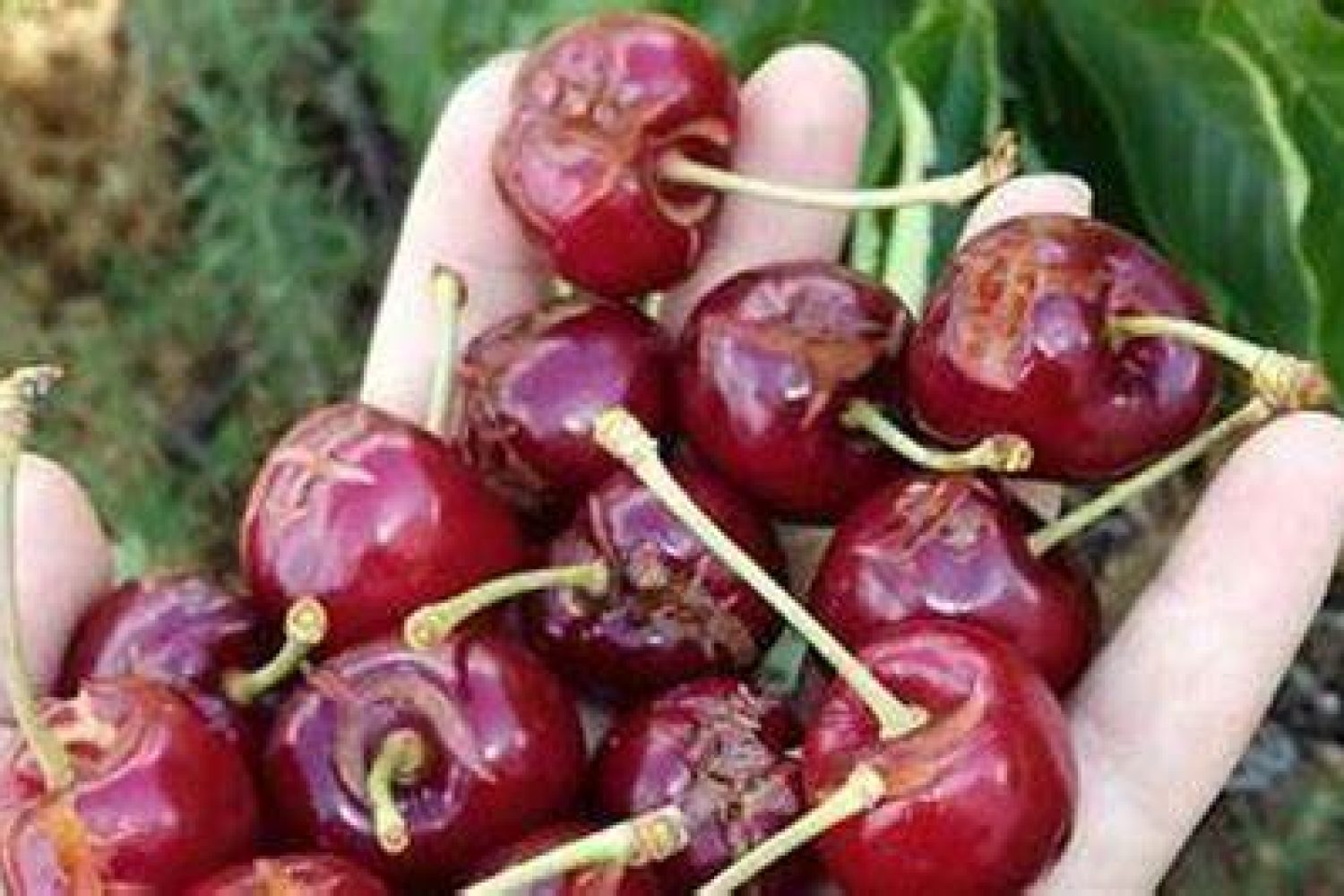 cerezas destrozadas