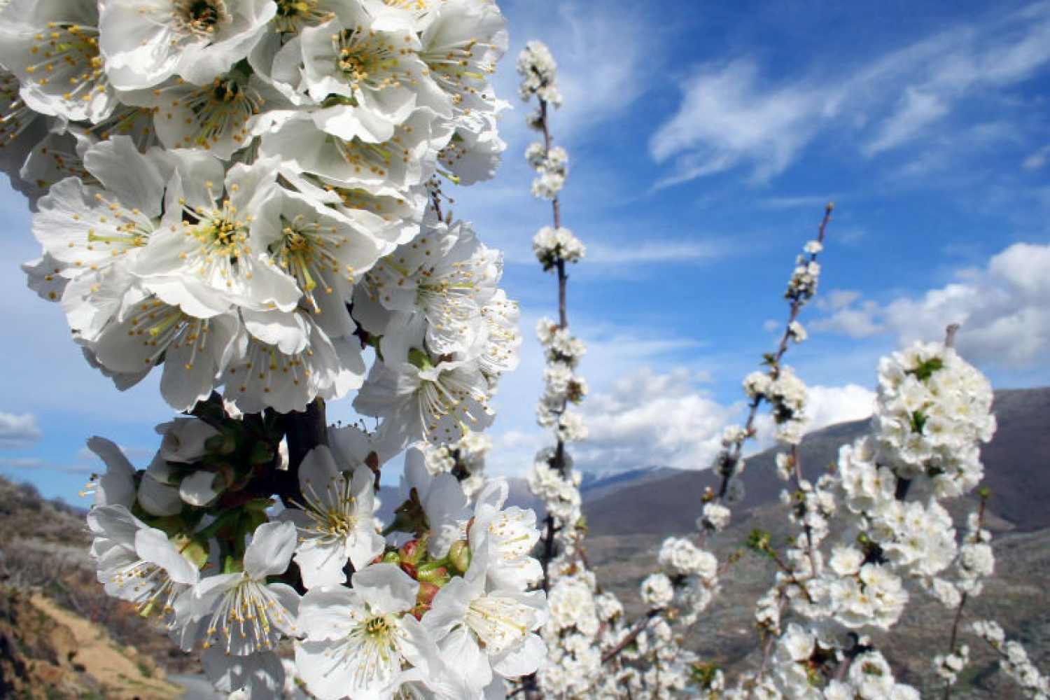 cerezo-en-flor-006