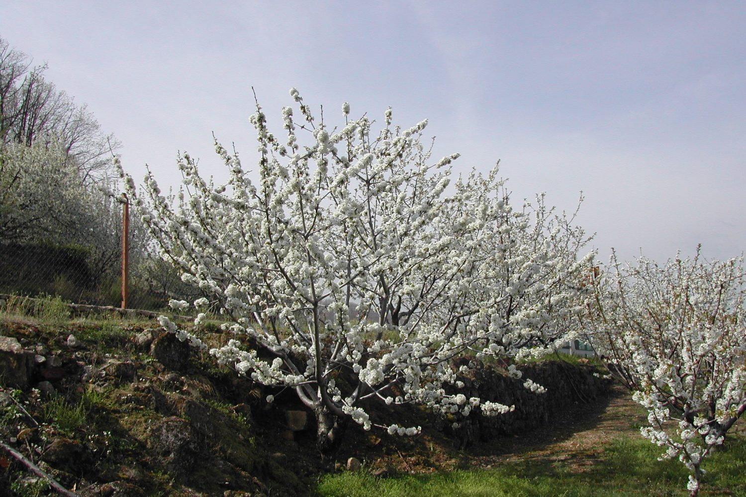 cerezos en flor