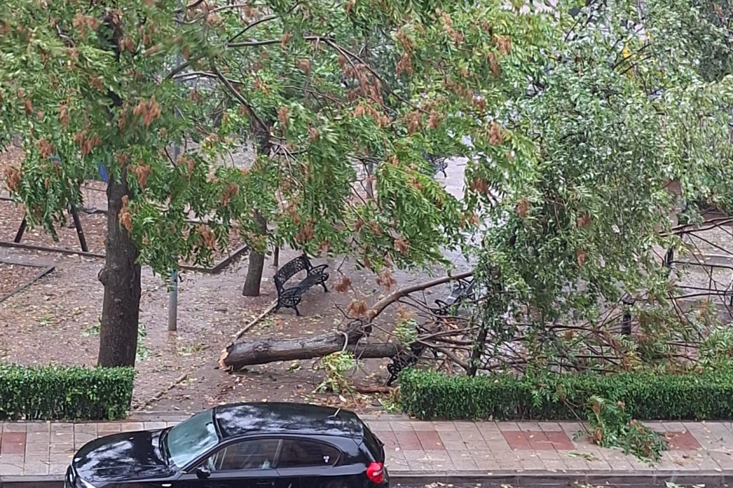 coche arbol