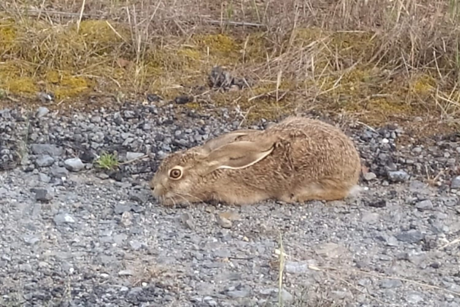 conejo
