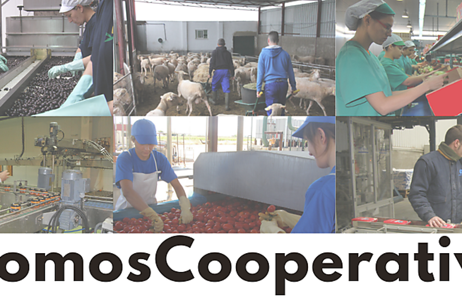 cooperativas