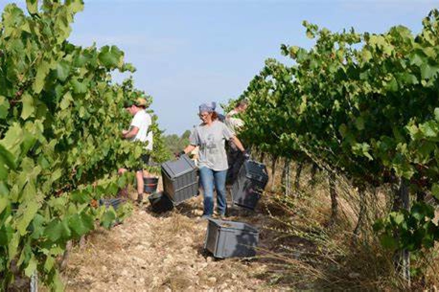 cosecha uvas