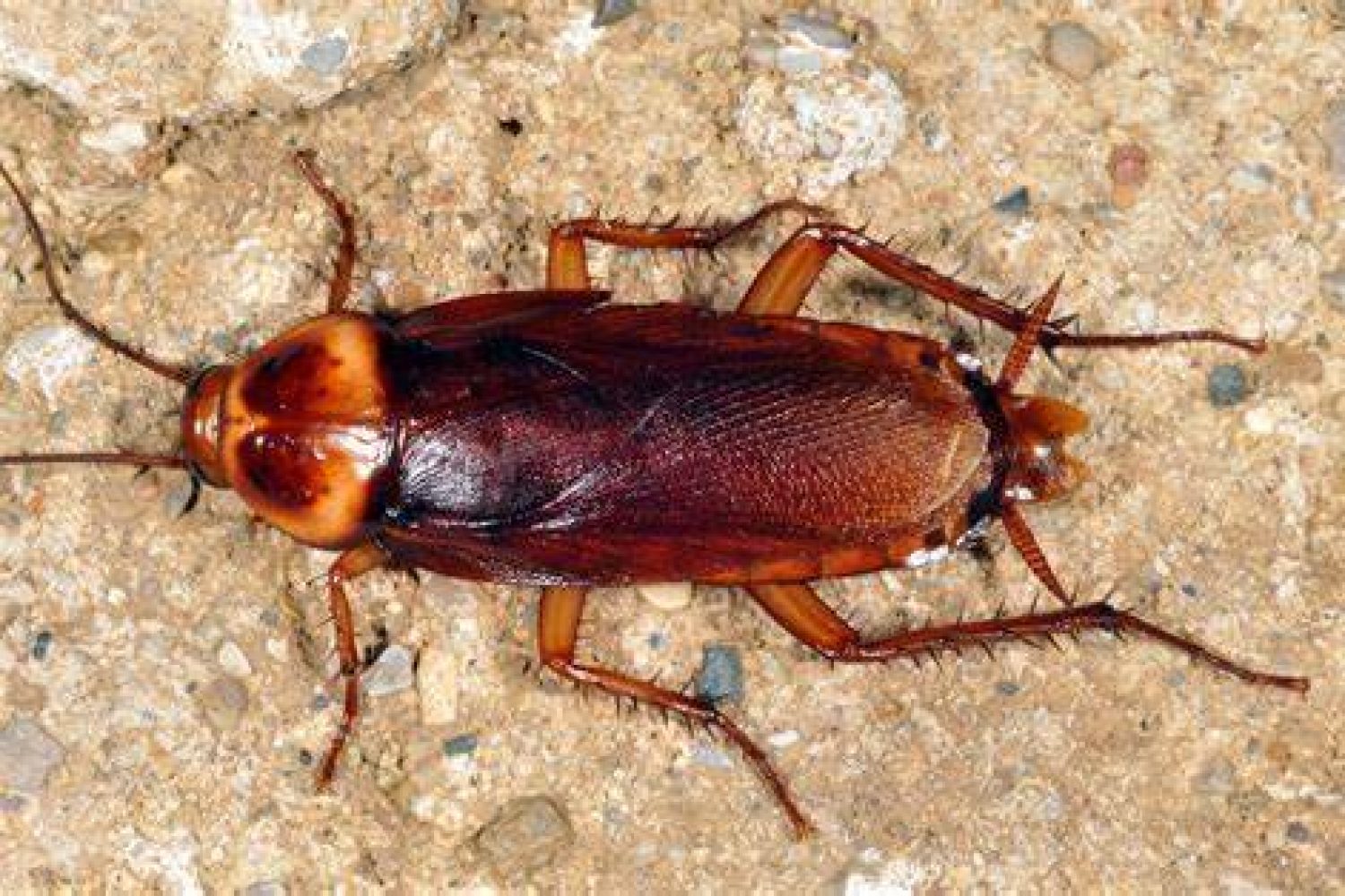 cucaracha