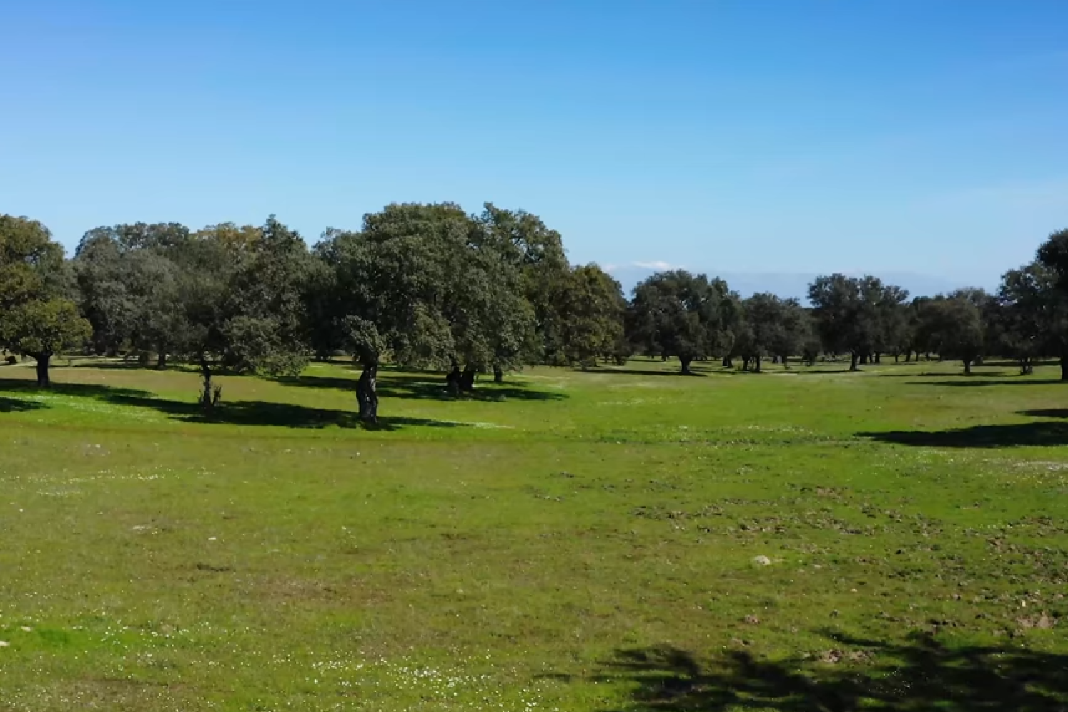 dehesa extremadura